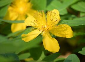 Třezalka kalíškatá - Hypericum calycinum