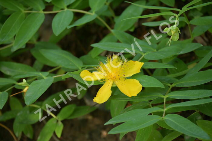 Třezalka kalíškatá - Hypericum calycinum