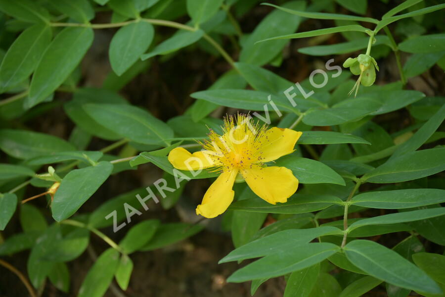 Třezalka kalíškatá - Hypericum calycinum