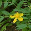 Třezalka kalíškatá - Hypericum calycinum