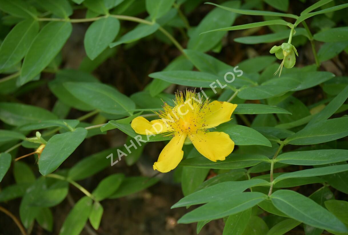 Třezalka kalíškatá - Hypericum calycinum
