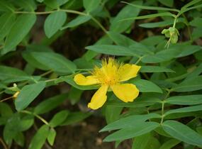 Třezalka kalíškatá - Hypericum calycinum