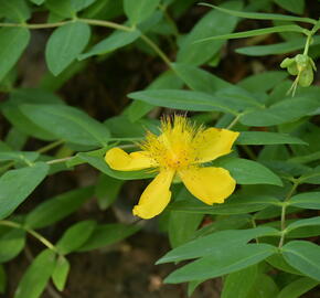 Třezalka kalíškatá - Hypericum calycinum