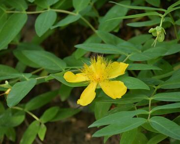 Třezalka kalíškatá