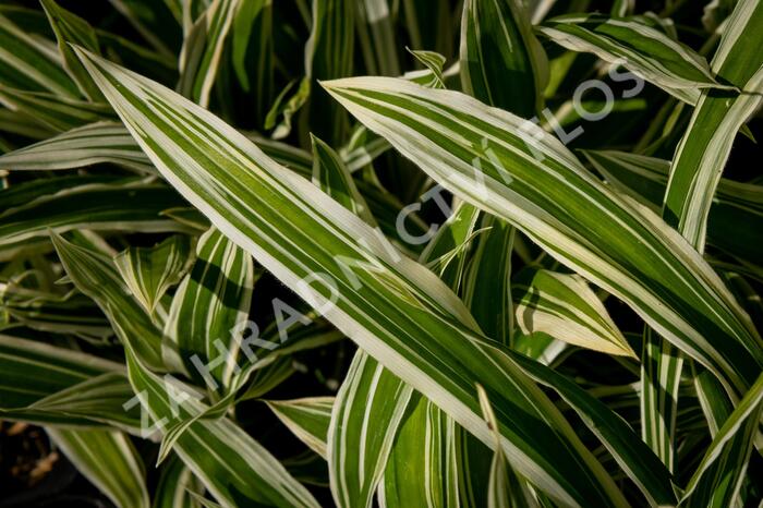 Ostřice 'Treasure Island' - Carex ciliatomarginata 'Treasure Island'