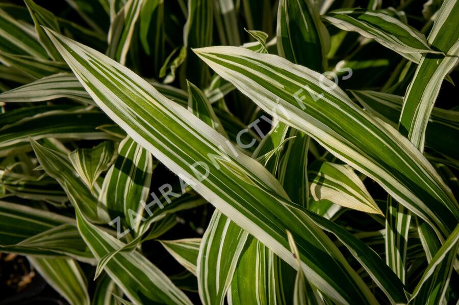 Ostřice 'Treasure Island' - Carex ciliatomarginata 'Treasure Island'