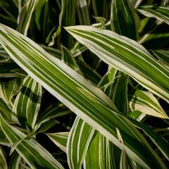 Ostřice 'Treasure Island' - Carex ciliatomarginata 'Treasure Island'