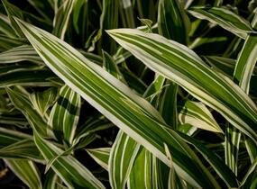 Ostřice 'Treasure Island' - Carex ciliatomarginata 'Treasure Island'