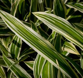 Ostřice 'Treasure Island' - Carex ciliatomarginata 'Treasure Island'