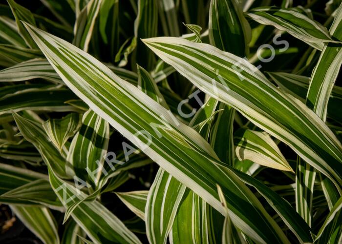 Ostřice 'Treasure Island' - Carex ciliatomarginata 'Treasure Island'