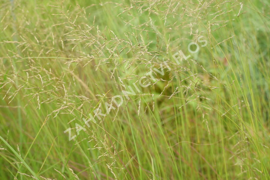 Milička 'Totnes Burgundy' - Eragrostis curvula 'Totnes Burgundy'