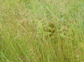 Milička 'Totnes Burgundy' - Eragrostis curvula 'Totnes Burgundy'