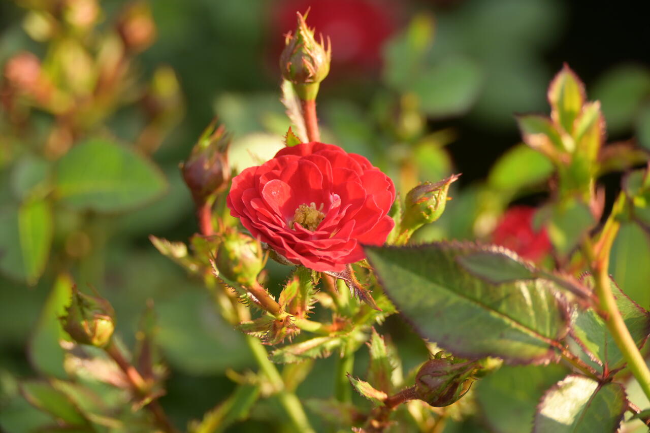 Růže mini 'Mandy' - Rosa MI 'Mandy' | Zahradnictví FLOS