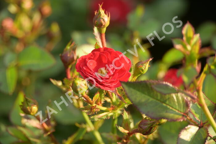 Růže mini 'Mandy' - Rosa MI 'Mandy'