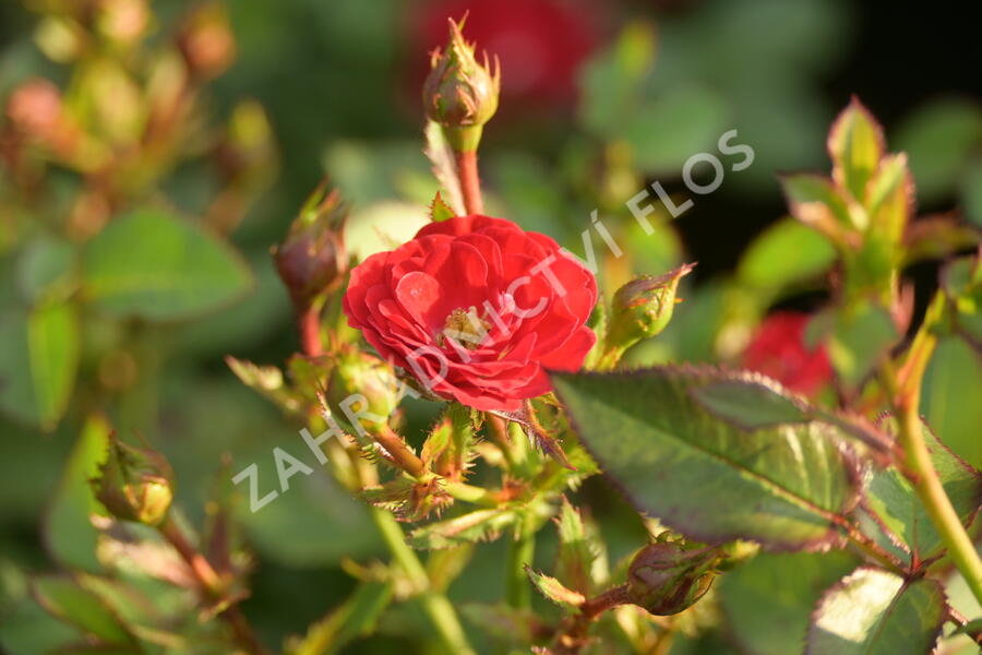 Růže mini 'Mandy' - Rosa MI 'Mandy'