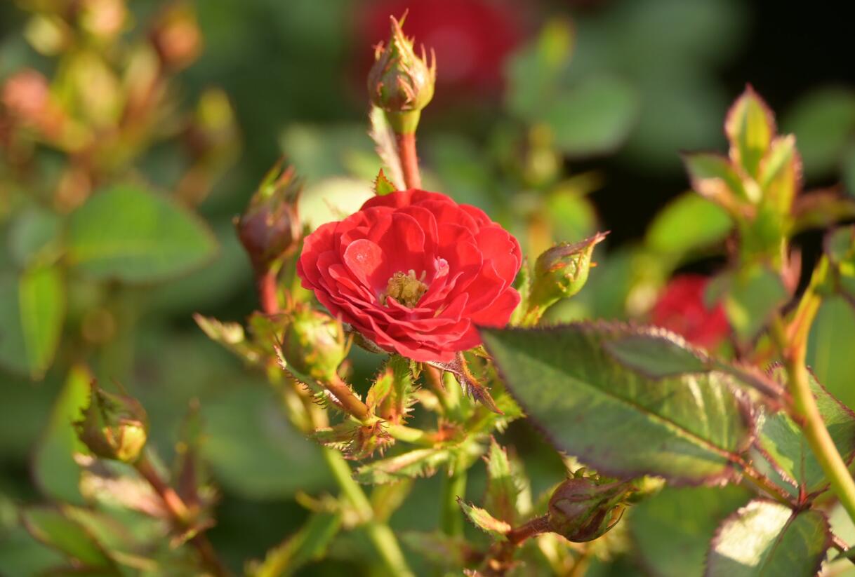 Růže miniaturní 'Mandy' - Rosa MI 'Mandy'