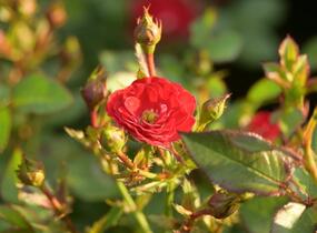 Růže miniaturní 'Mandy' - Rosa MI 'Mandy'