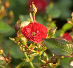 Růže mini 'Mandy' - Rosa MI 'Mandy'