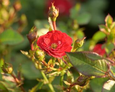 Růže miniaturní 'Mandy'