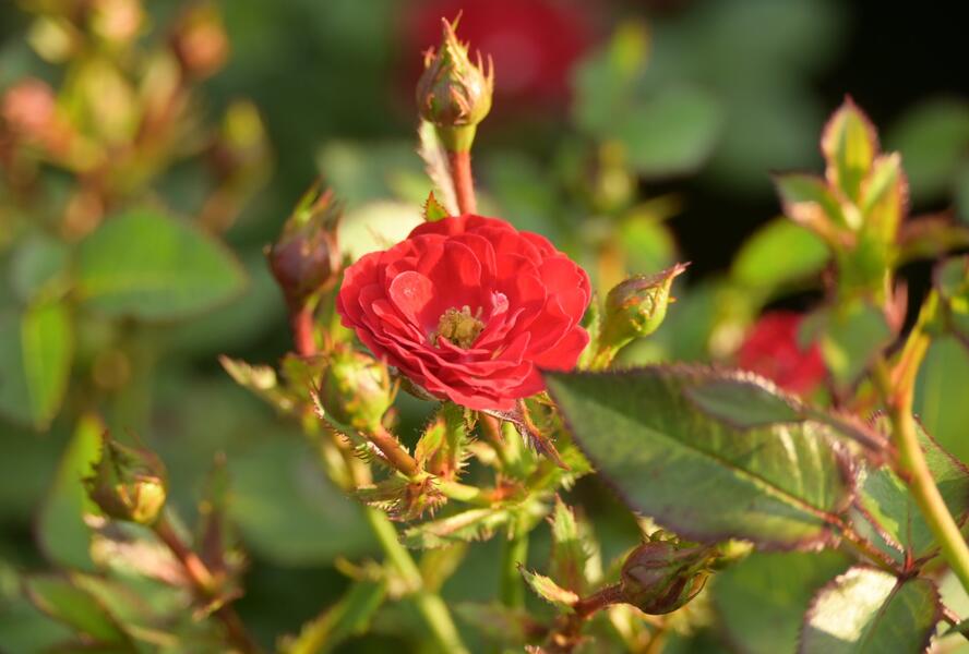 Růže miniaturní 'Mandy' - Rosa MI 'Mandy'