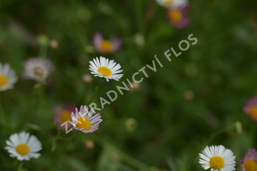 Turan Karvinského 'Summer Daisy' - Erigeron karvinskianum 'Summer Daisy'