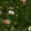 Turan Karvinského 'Summer Daisy' - Erigeron karvinskianum 'Summer Daisy'