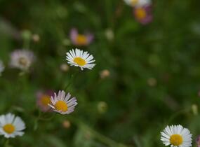 Turan Karvinského 'Summer Daisy' - Erigeron karvinskianum 'Summer Daisy'