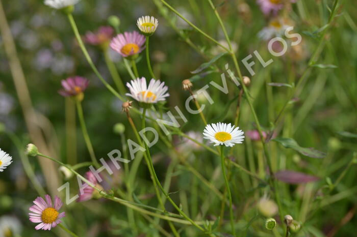 Turan Karvinského 'Summer Daisy' - Erigeron karvinskianum 'Summer Daisy'