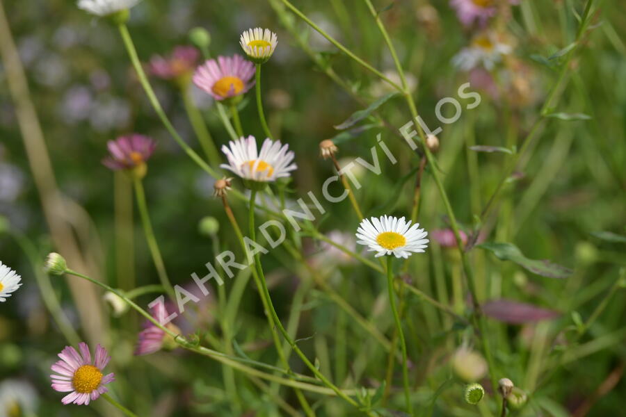 Turan Karvinského 'Summer Daisy' - Erigeron karvinskianum 'Summer Daisy'