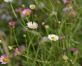 Turan Karvinského 'Summer Daisy'
