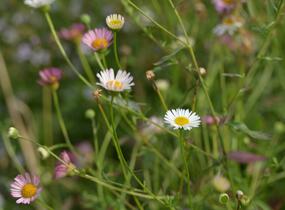 Turan Karvinského 'Summer Daisy' - Erigeron karvinskianum 'Summer Daisy'