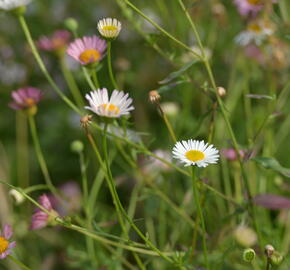 Turan Karvinského 'Summer Daisy' - Erigeron karvinskianum 'Summer Daisy'