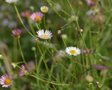 Turan Karvinského 'Summer Daisy'