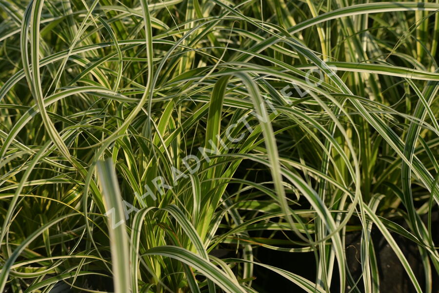 Ostřice ošimenská 'Feather Falls' - Carex oshimensis 'Feather Falls'
