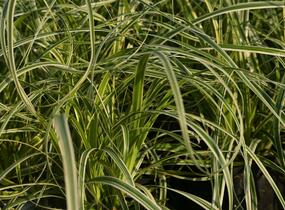 Ostřice ošimenská 'Feather Falls' - Carex oshimensis 'Feather Falls'