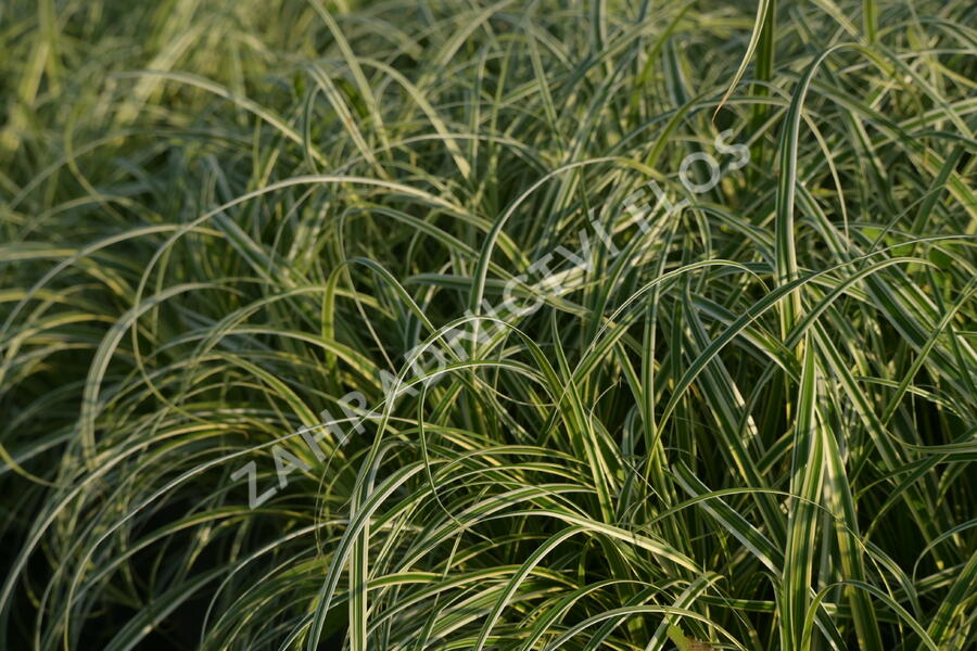 Ostřice ošimenská 'Feather Falls' - Carex oshimensis 'Feather Falls'