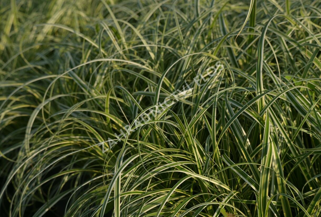 Ostřice ošimenská 'Feather Falls' - Carex oshimensis 'Feather Falls'