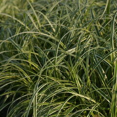 Ostřice ošimenská 'Feather Falls' - Carex oshimensis 'Feather Falls'