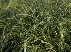 Ostřice ošimenská 'Feather Falls' - Carex oshimensis 'Feather Falls'