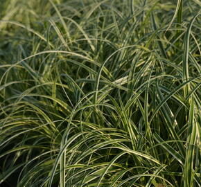 Ostřice ošimenská 'Feather Falls' - Carex oshimensis 'Feather Falls'