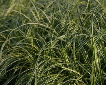 Ostřice ošimenská 'Feather Falls'