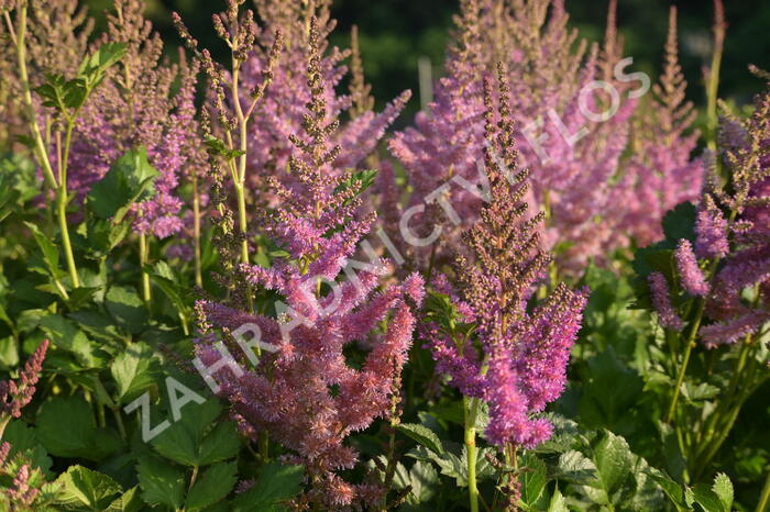 Čechrava čínská 'Black Pearls' - Astilbe chinensis 'Black Pearls'