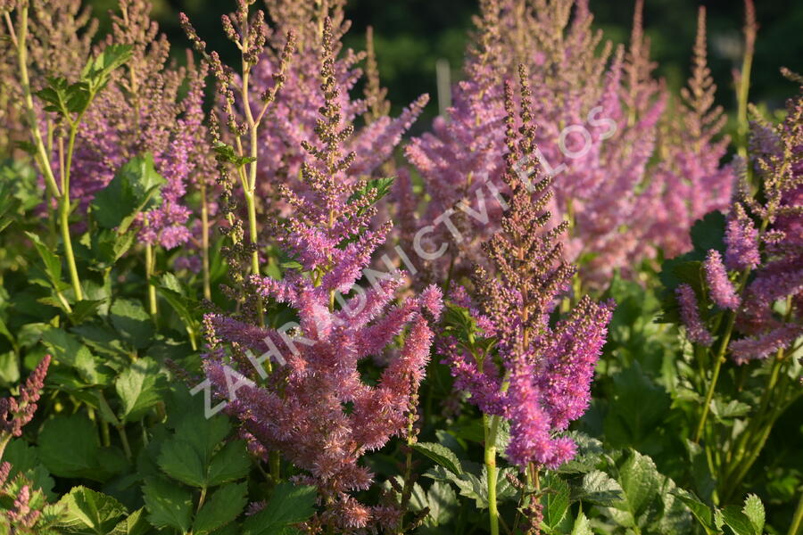 Čechrava čínská 'Black Pearls' - Astilbe chinensis 'Black Pearls'