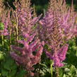 Čechrava čínská 'Black Pearls' - Astilbe chinensis 'Black Pearls'