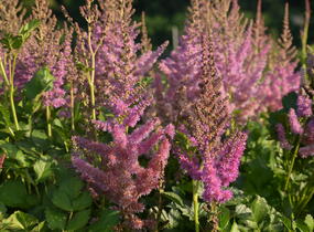 Čechrava čínská 'Black Pearls' - Astilbe chinensis 'Black Pearls'