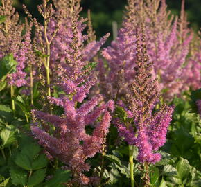 Čechrava čínská 'Black Pearls' - Astilbe chinensis 'Black Pearls'