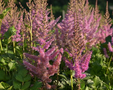 Čechrava čínská 'Black Pearls'