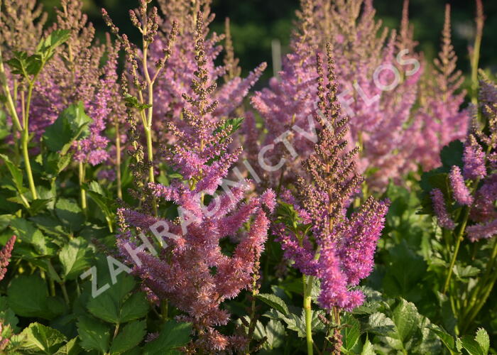 Čechrava čínská 'Black Pearls' - Astilbe chinensis 'Black Pearls'