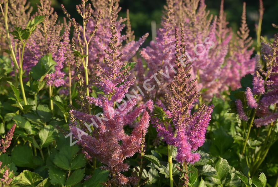 Čechrava čínská 'Black Pearls' - Astilbe chinensis 'Black Pearls'