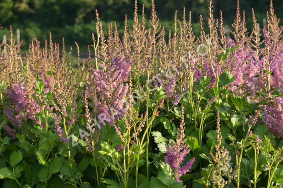 Čechrava čínská 'Black Pearls' - Astilbe chinensis 'Black Pearls'